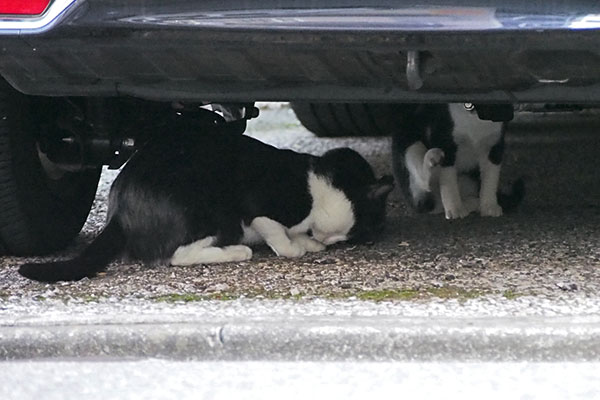 こまちと息子猫６