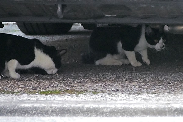 こまちと息子猫７