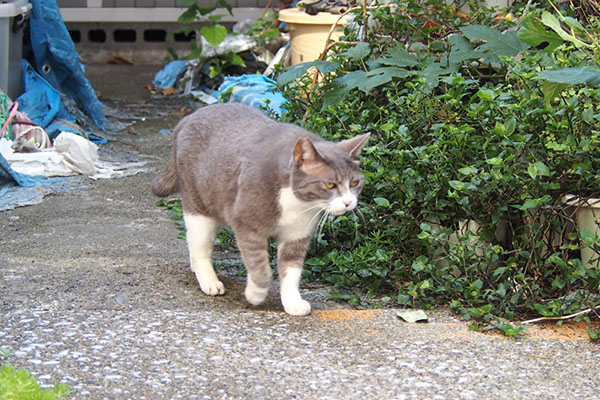 レックス　落ち着いた感じで