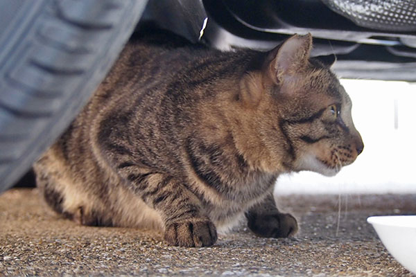 シマヲ　車の下が安心