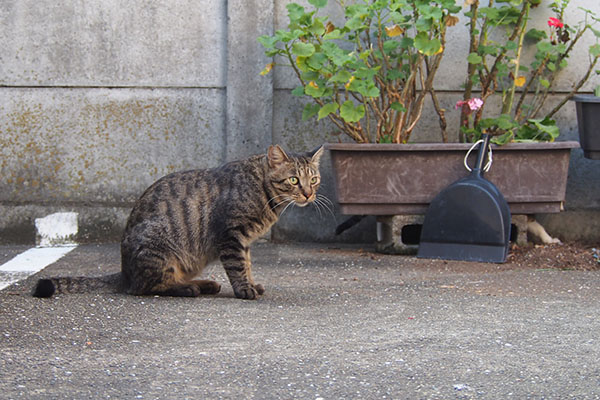 シマヲ　ひとりぽつんと