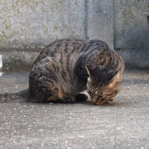 shimawo sniffing