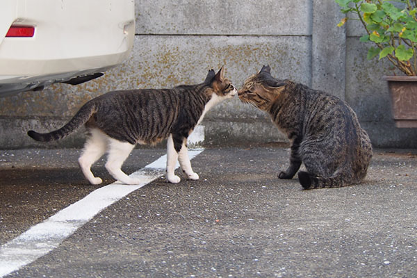 シマヲ　妹リンクスと挨拶