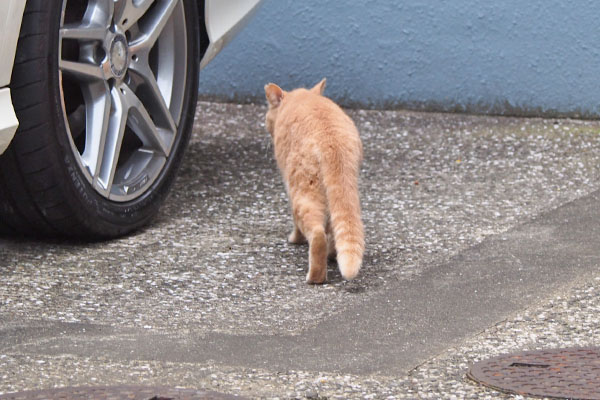 クリームちゃん　歩き出す