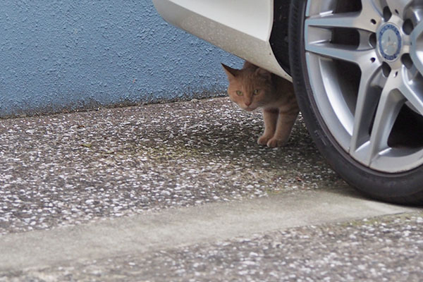 クリームちゃん　車の下からチラ見