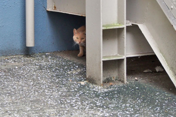 クリームちゃん　チラ見再び