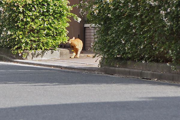 歩道に茶トラ　ツブ　カキカキ