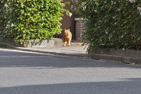 歩道に茶トラ　ツブ　カキカキ２