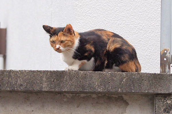 miku sitting on the wall