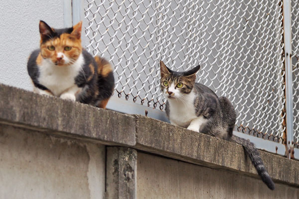 リンクスミクの後ろでめっちゃ見てる