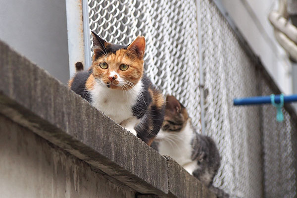 ミクとリンクス　ミクれもん見る