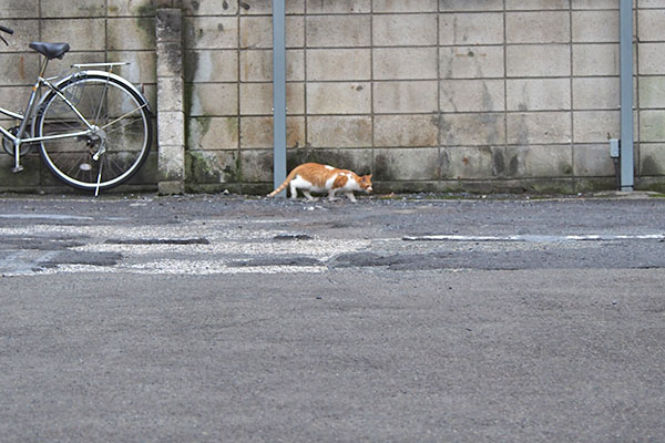 遠くに茶白猫