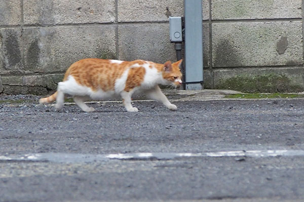 茶白ボーイ　右へ