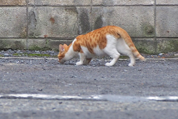 茶白ボーイ　くんかくんか