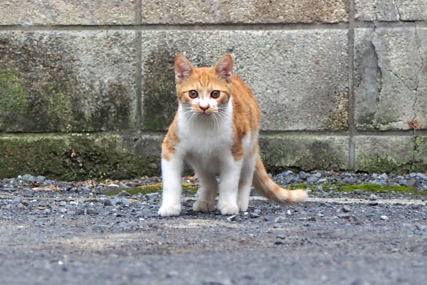 茶白ボーイ　お顔撮る