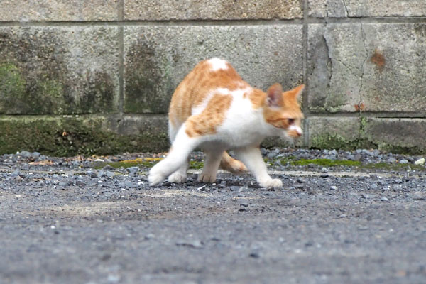 茶白ボーイ　逃げる