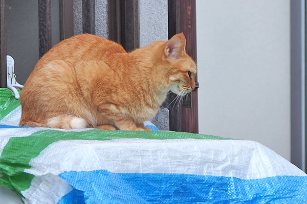 ソラちゃん　誰か来た