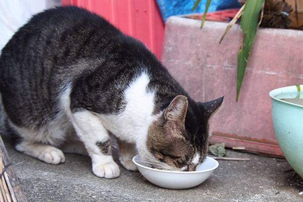 オンブレ　お食事