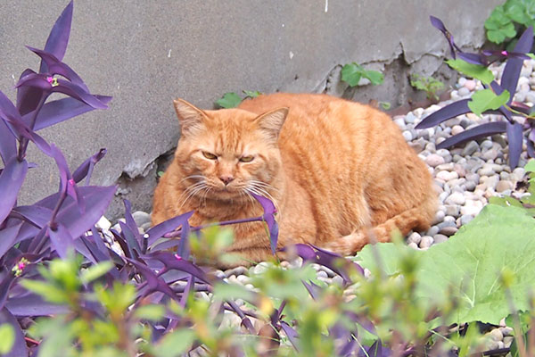 ルーカス　もどるんかい