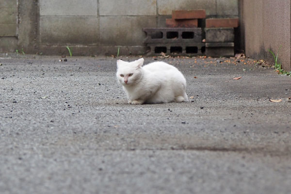 うさぎ　イカ耳で