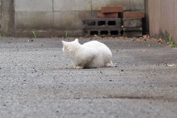 うさぎ　後ろが気になる