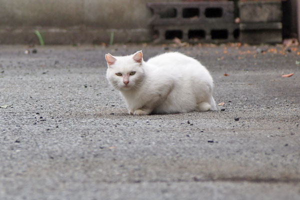 うさぎ　前も気になる