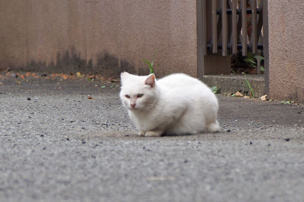 うさぎ　無視にゃ