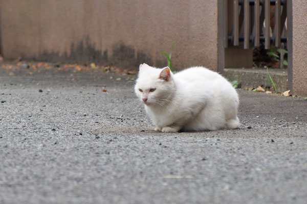 うさぎ　耳が忙しく動く