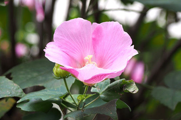 左側に咲いてた芙蓉の花