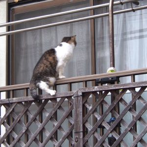 momo on the fence