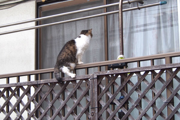 momo on the fence