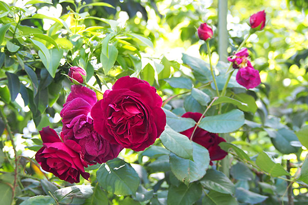 flower_red_rose