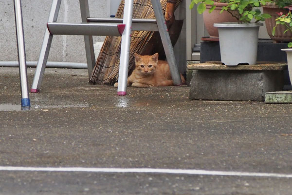 ginger kitten