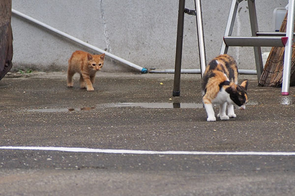 母に走りよる仔猫君