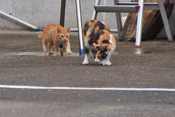 えっさえっさ　茶トラ仔猫