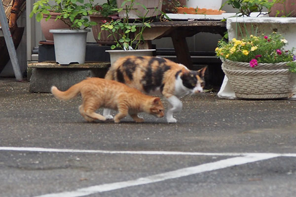 すりーっとしてみる茶トラ仔猫