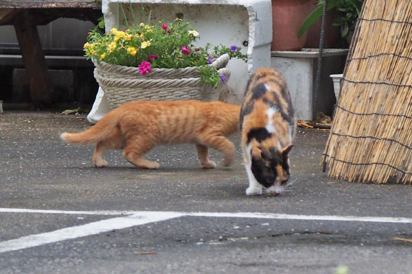 無視してるれもん　仔猫諦め