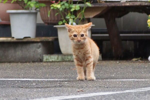 茶トラ仔猫　イカ耳