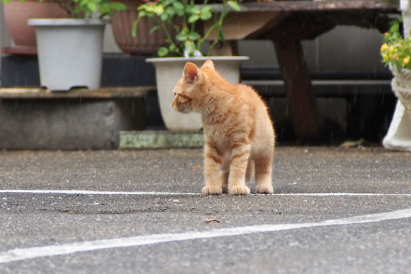 仔猫　きょろきょろ