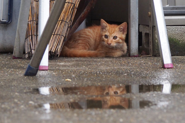 茶トラ仔猫　ひっそり