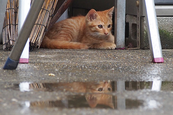 茶トラ仔猫　ひっそり２