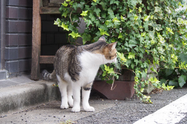 コルビ　モノ太探し