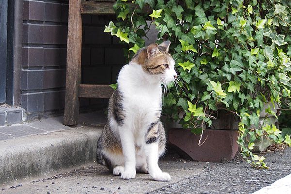 コルビ　モノ太を探す