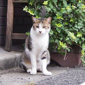 corbi in front of door