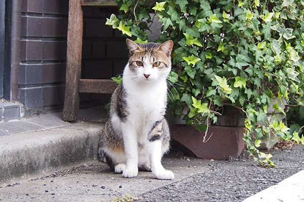 corbi in front of door