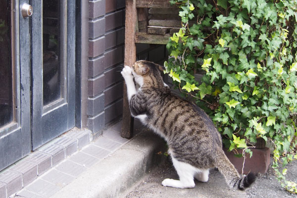 コルビ　爪でも研ぐにゃ