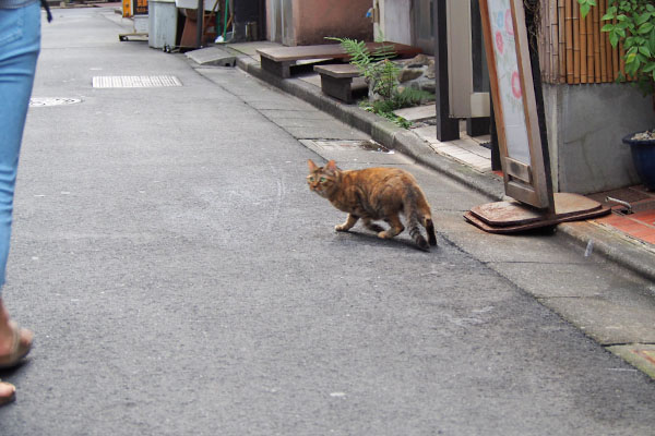 走り去る　ヴェルデ