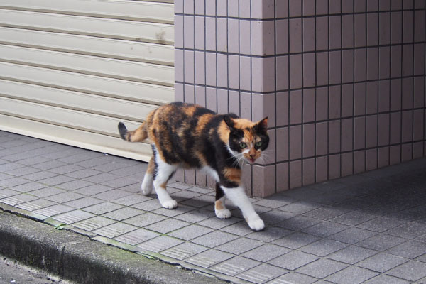 リコ　撮るヒトに叫ぶ