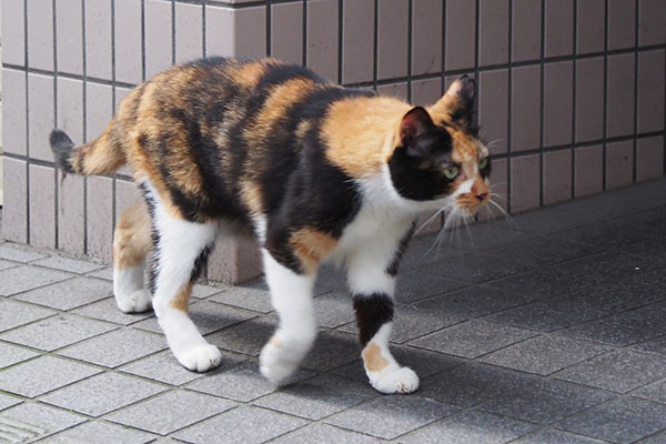 リコ　オヤツ食べるにゃ