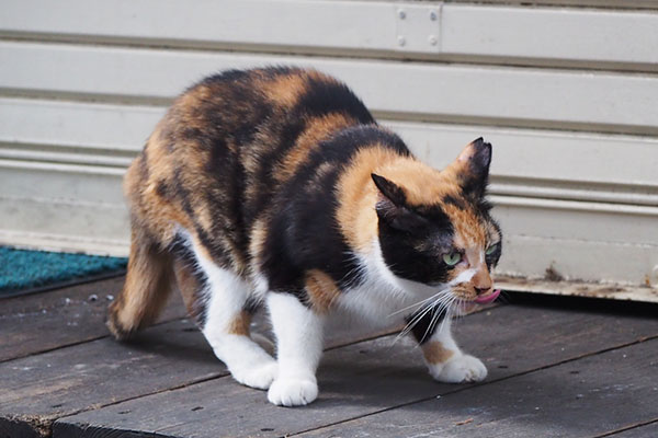 リコ　食べ終わった途端